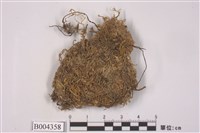 藏品(鉤毛叉蘚)的圖片